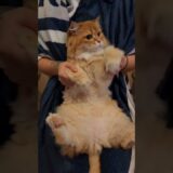 #P丸様。とのコラボ楽曲で踊ってみた🐈💛 #猫ダンス #PUBGモバイル