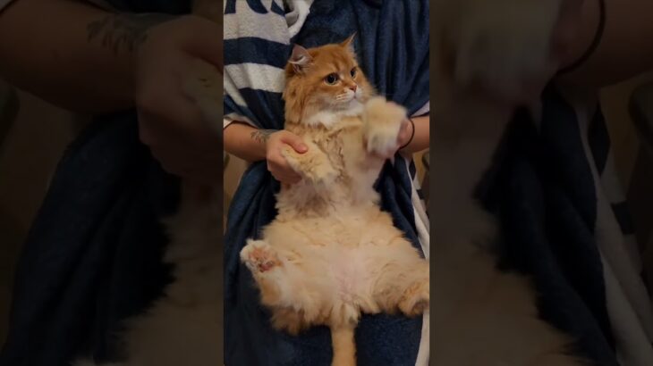 #P丸様。とのコラボ楽曲で踊ってみた🐈💛 #猫ダンス #PUBGモバイル