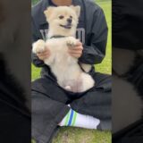 わんちゃんが #P丸様。とのコラボ楽曲で踊ってみた🐶💛 #犬ダンス #PUBGモバイル