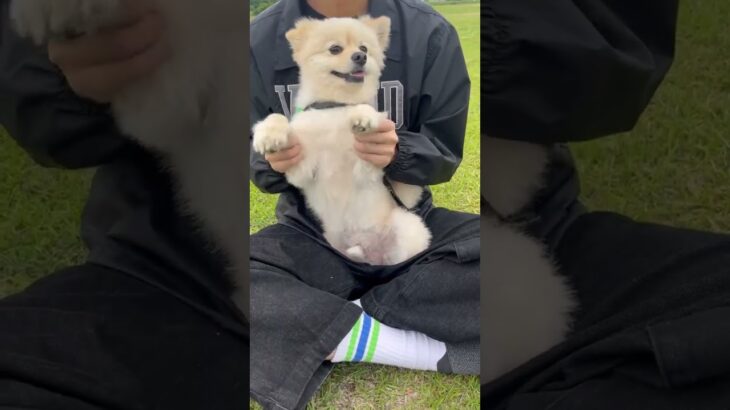 わんちゃんが #P丸様。とのコラボ楽曲で踊ってみた🐶💛 #犬ダンス #PUBGモバイル