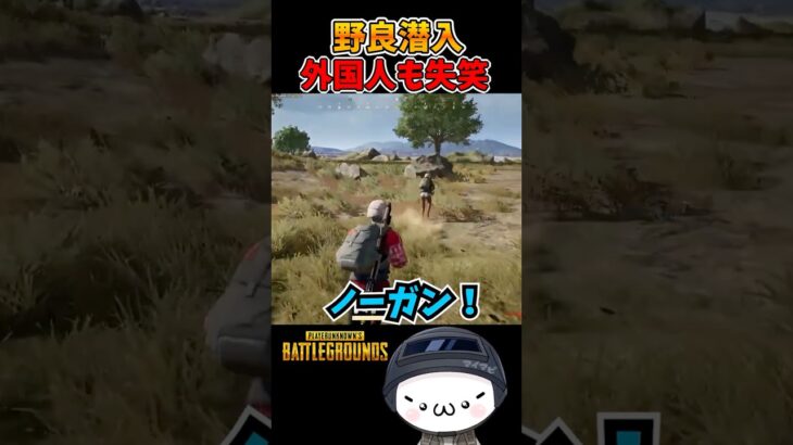 野良潜入で外国人に失笑されるｗ【PUBG】 #pubg #vtuber #shorts